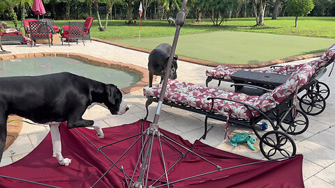 Florida Great Danes Point Out Wind Damage To Patio Umbrella