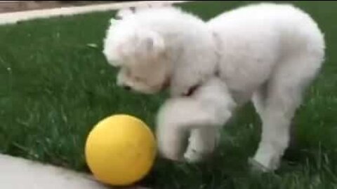 Cão atira a bola para ele mesmo!