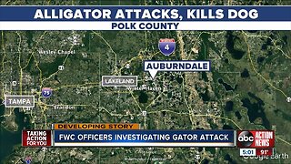 Alligator attacks, kills dog in Polk County: FWC