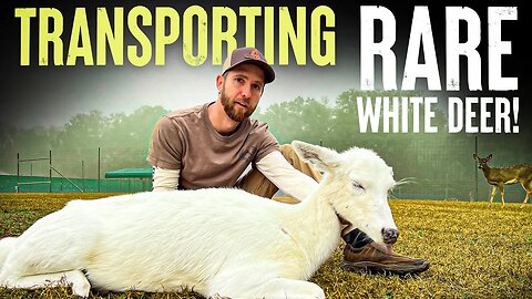 Transporting Rare White Deer