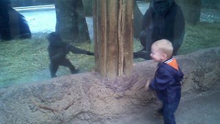 Little Boy Plays Peek A Boo With A Baby Gorilla