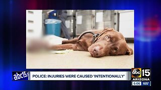 Dog found "intentionally" injured euthanized