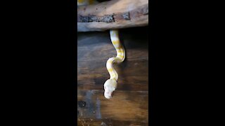 Albino Carpet Python