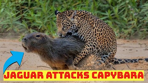 How does the jaguar attack the capybara