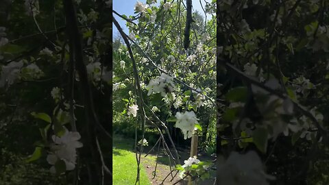 Apple Blossom Pollination
