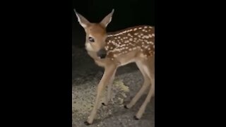 Cute Baby Deer