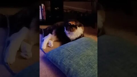 Chonky Tortie Cat Pounces on Her Toy