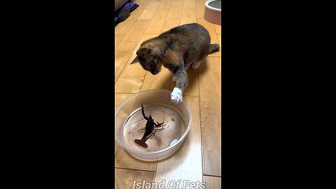 Funny Video😂😂: Cats and Dogs Unleashed - Hilarious Pet Antics Galore!