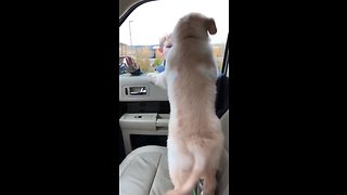 Sweet puppy excited to pick up little boy from school