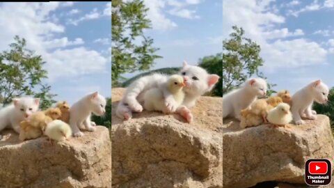 Baby cat or baby cock playing togather / cat baby video