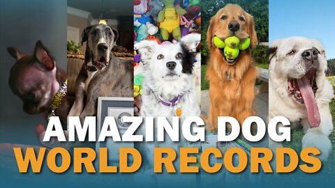 6 Amazing Dog World Records