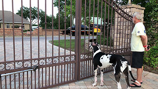 Nosy Great Dane Checks Out Neighbor's Missing Wall After Accident