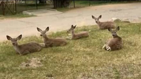 Quarentena: veados relaxam no jardim de casa