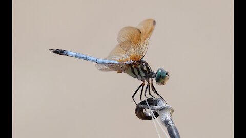 DRAGON-FLY ON NEW YEAR