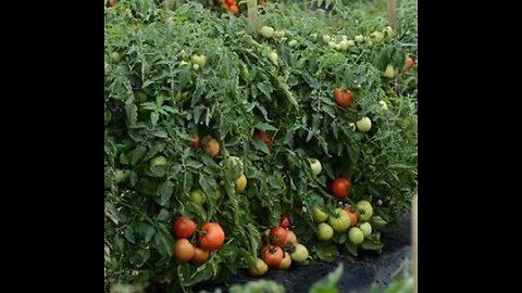 Tomato cultivation