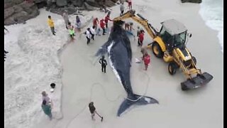 Une baleine échouée sur une plage brésilienne sauvée