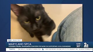 The Maryland SPCA is open!