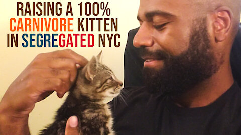 Raising a 100% Carnivore Kitten in Segregated NYC