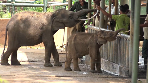 Adorable happy elephant cub-baby elephant drinking milk-feeding time