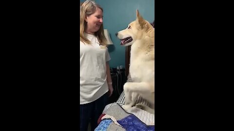 Spoiled rotten doggy refuses to get down from his owner's bed