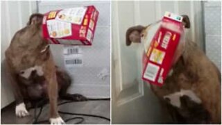 Cadela tenta roubar comida e fica com caixa presa na cabeça