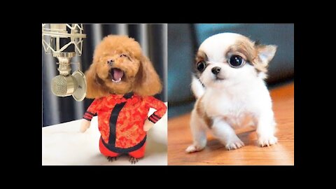 Adorable Little dogs Charming Interesting and Savvy Canines Gathering
