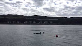 Orche 'salutano' i passeggeri di una barca in Scozia