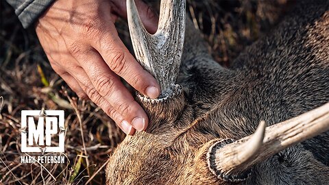 Hunting Queensland, Australia for Hog Deer and Black Buck | Mark V. Peterson Hunting