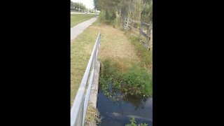 Alligator Surprise!