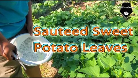Sweet Potato Leaf Recipe - 14Jul2022