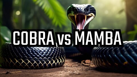 BLACK MAMBA and KING COBRA - Who will win in fight.