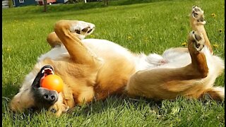 Un chien qui a une drôle de façon de prendre du soleil !