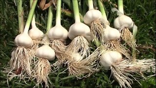 How I Grow, Harvest, and Cure Garlic From The Grocery Store