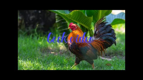 Cock video/Cock video for kids, #shorts#,#cock video#