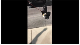 Excited dog plays with large flying bug