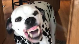 Dalmatian hilariously smiles for the camera