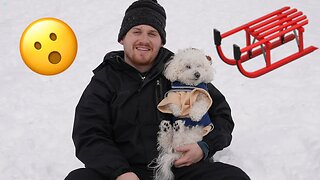 Sledding with my Dog!