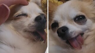 Pampered pooch is loving her head massage