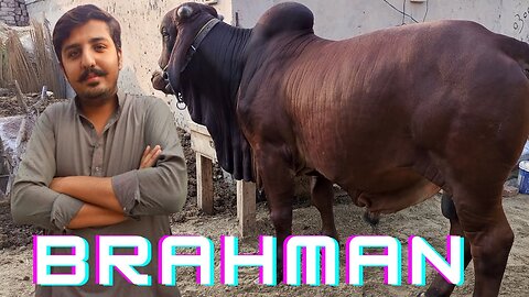 Brahman Nasal || Ka Janwar || 14-01-2024