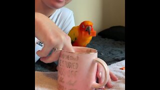 Parrot dunks his "cookie" into owner's almond milk