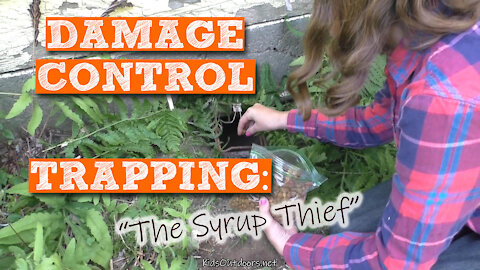 S2:E19 Damage Control Trapping: The Syrup Thief | Kids Outdoors
