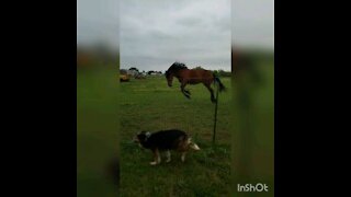 Wild Mustang And Dog Play With Each Other