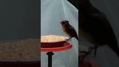 Female Cardinal 🐦 perched 🥣 eating 🌽 corn #cute #funny #animal #nature #wildlife #trailcam #farm