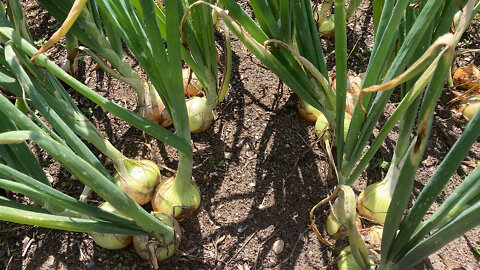 How To Determine When Onions Are Ready To Harvest