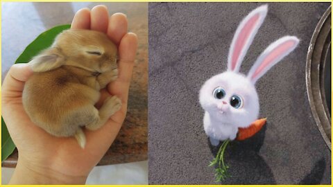 Best & Worst cute bunny Trends