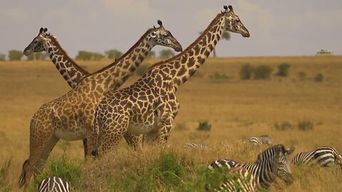 African Wildlife Survive the Wild _ African Nature Showreel - Relaxing Music With Wildlife Videos