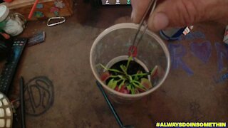 Feeding Venus Flytrap