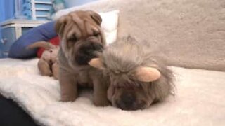 Cucciolo di shar pei cerca di svegliare il suo amico leoncino