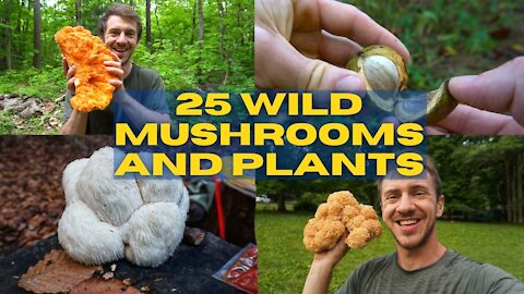 25 Edible and Medicinal Mushrooms and Plants. Tik Tok Foraging in the fall and summer.