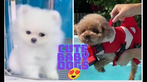 CUTE PUPPYS DOGS CATS ANIMALS